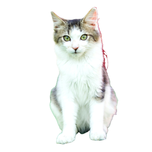 Cute Fluffy Kitten Sitting On Green Grass, Displaying Curiosity And Playfulness. 17307 - Cat PNG image with transparent background